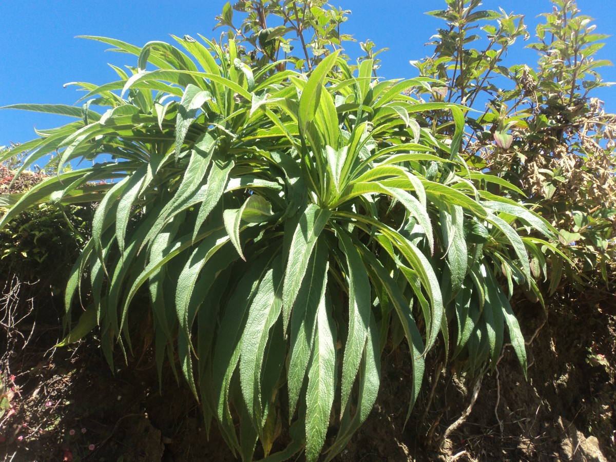 Lobelia leschenaultiana (C.Presl) Skottsb.